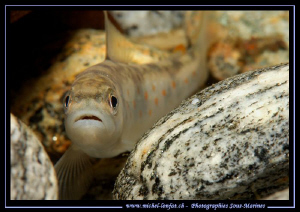 Face to face with this young river trout in the Verzasca ... by Michel Lonfat 